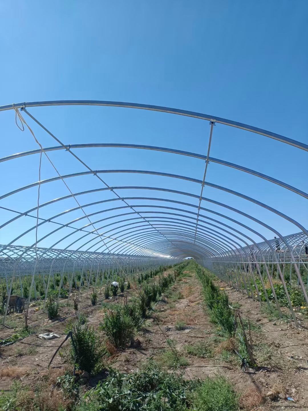 Single-span greenhouse crop row frame