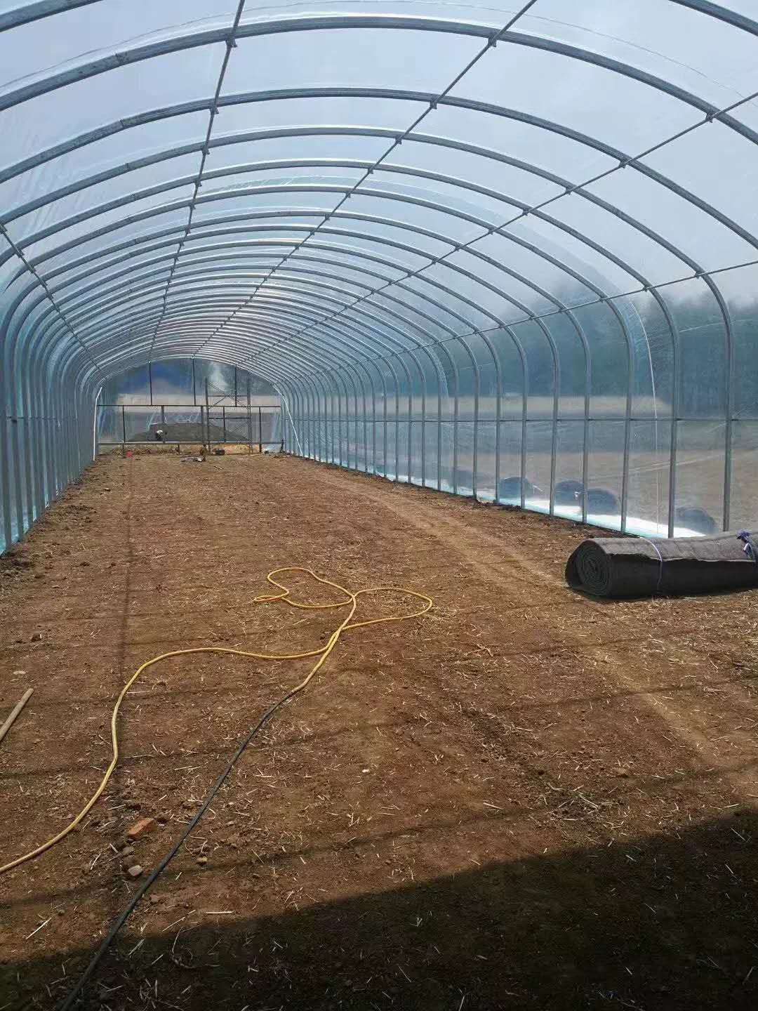 Single-span greenhouse film interior