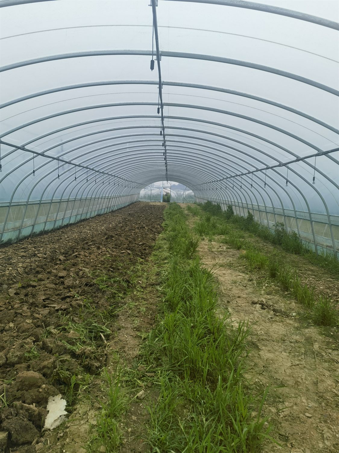 Single-span greenhouse crop path